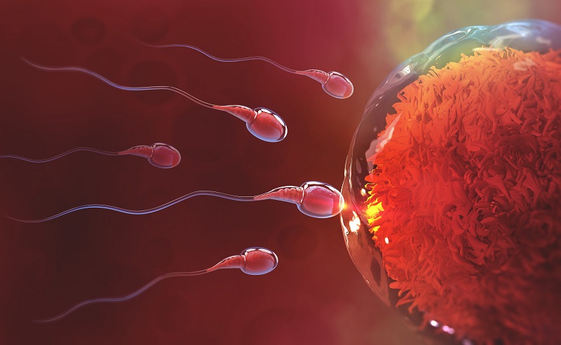 Male Fertility Issues? What’s Important & Know the Steps To Be Taken